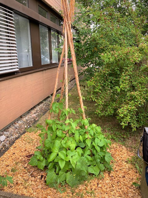 Bohnenranken am Tipi