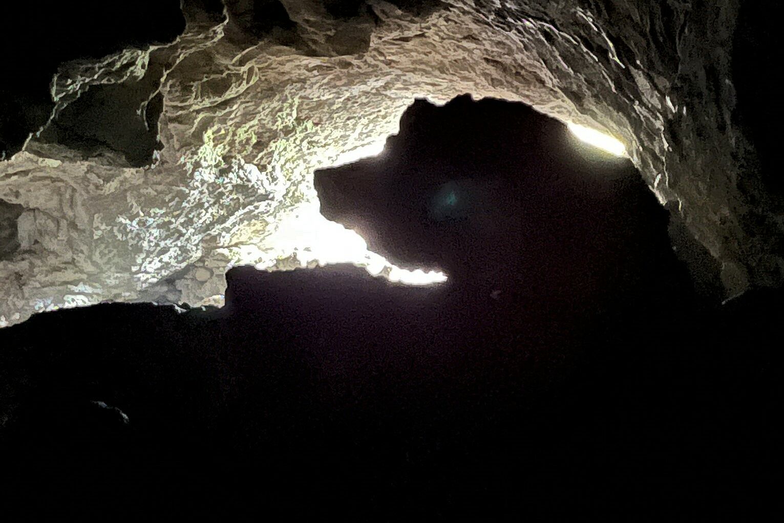 Ein Höhlenbär